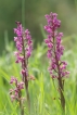 Flore orchis bouffon (Anacamptis morio)