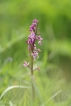 Flore orchis bouffon (Anacamptis morio)