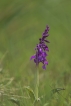 Flore orchis mâle (orchis mascula)