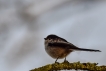 Oiseaux Orite à longue queue (Aegithalos caudatus)