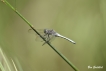 Insectes Orthétrum bleuissant (Orthetrum coerulescens)