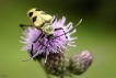 Insectes Pachyte à 4 tâches (Pachyta quadrimaculata)