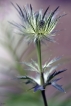 Flore Panicaut des Alpes (Eryngium alpinum)