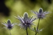 Flore Panicaut des Alpes (Eryngium alpinum)