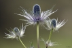 Flore Panicaut des Alpes (Eryngium alpinum)