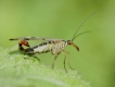 Insectes Mouche scorpion (Panorpa sp.)