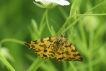 Insectes Panthère (Pseudopanthera macularia)