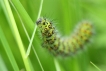 Insectes Petit paon de nuit (Saturnia pavonia)