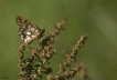 Insectes Petit nacré (Issoria lathonia)