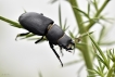 Insectes Petite biche (Dorcus parallelipipedus)