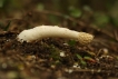 Autres Satyre puant (Phallus impudicus)