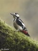 Oiseaux Pic épeiche (Dendrocopos major)