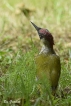 Oiseaux Pic vert (Picus viridis)