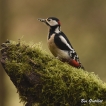 Oiseaux Pic épeiche (Dendrocopos major)