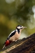 Oiseaux Pic épeiche (Dendrocopos major)