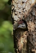 Oiseaux Pic épeiche (Dendrocopos major)