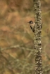 Oiseaux Pic épeiche (Dendrocopos major)