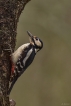 Oiseaux Pic épeiche (Dendrocopos major)