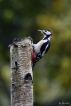 Oiseaux Pic épeiche (Dendrocopos major)