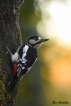 Oiseaux Pic épeiche male (Dendrocopos major)