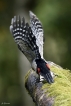 Oiseaux Pic épeiche (Dendrocopos major)