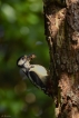 Oiseaux Pic épeiche (Dendrocopos major)