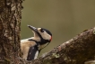 Oiseaux Pic épeiche (Dendrocopos major)