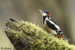 Oiseaux Pic épeiche (Dendrocopos major)