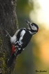 Oiseaux Pic épeiche male (Dendrocopos major)