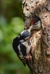 Oiseaux Pic épeiche (Dendrocopos major)