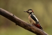 Oiseaux Pic épeiche (Dendrocopos major)