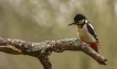 Oiseaux Pic épeiche (Dendrocopos major)