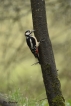 Oiseaux Pic épeiche (Dendrocopos major)