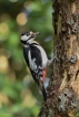 Oiseaux Pic épeiche (Dendrocopos major)