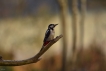 Oiseaux Pic épeiche (Dendrocopos major)