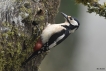 Oiseaux Pic épeiche (Dendrocopos major)