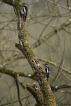 Oiseaux Pic épeiche (Dendrocopos major)