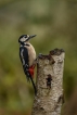 Oiseaux Pic épeiche (Dendrocopos major)