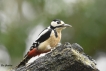 Oiseaux Pic épeiche (Dendrocopos major)