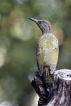 Oiseaux Pic vert (Picus viridis)