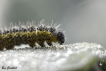 Insectes Piéride du chou (Pieris brassicae)