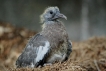 Oiseaux Pigeon ramier (Columba palumbus)