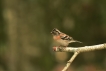 Oiseaux Pinson du Nord ((Fringilla montifringilla)