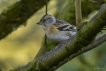 Oiseaux Pinson du Nord (Fringilla montifringilla)