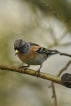 Oiseaux Pinson du Nord (Fringilla montifringilla)