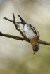 Oiseaux Pinson du Nord (Fringilla montifringilla)