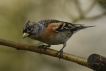 Oiseaux Pinson du Nord (Fringilla montifringilla)