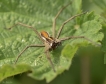 Araignées Pisaure admirable (Pisaura mirabilis)