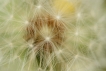 Flore Pissenlit (Taraxacum sp.)