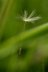 Flore Pissenlit (Taraxacum sp.)